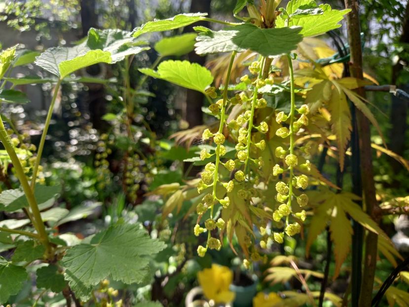 Coacăze roșii - Grădina 2022