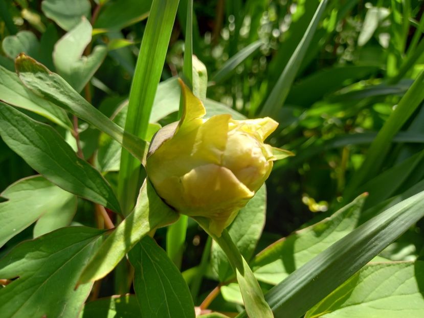 Chun Liu, arbustiv - Grădina 2022