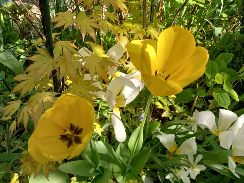 Parade Golden, lalele galbene Darwin - Grădina 2022