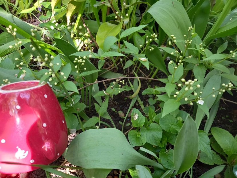 Deutzia Nikko - Grădina 2022