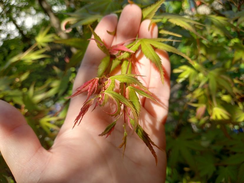 Acer Asahi-Zuru - Grădina 2022