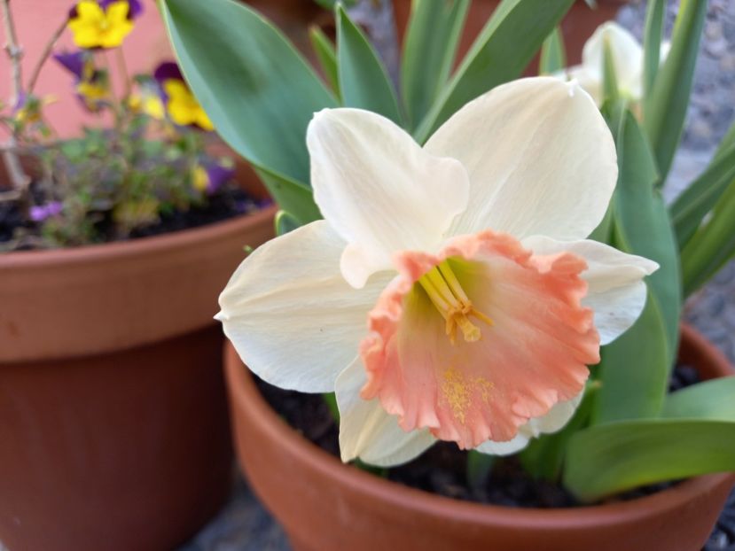 Pink Charm - Grădina 2022