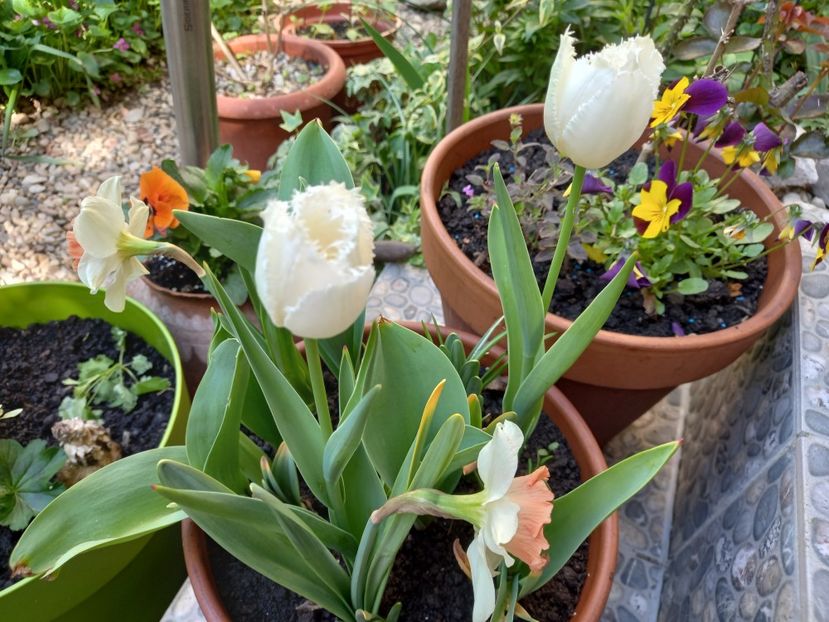 Fringed Honeymoon - Grădina 2022