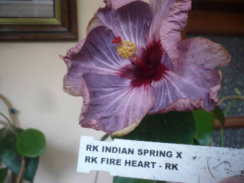 P1510628 - HIBISCUSI DIN SEMINTE-2022