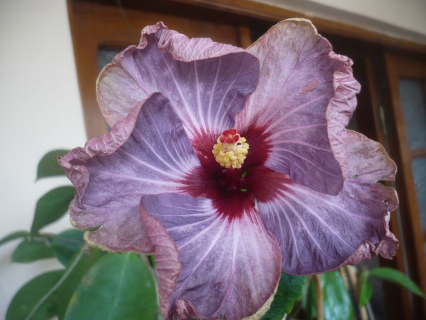 P1510631 - HIBISCUSI DIN SEMINTE-2022