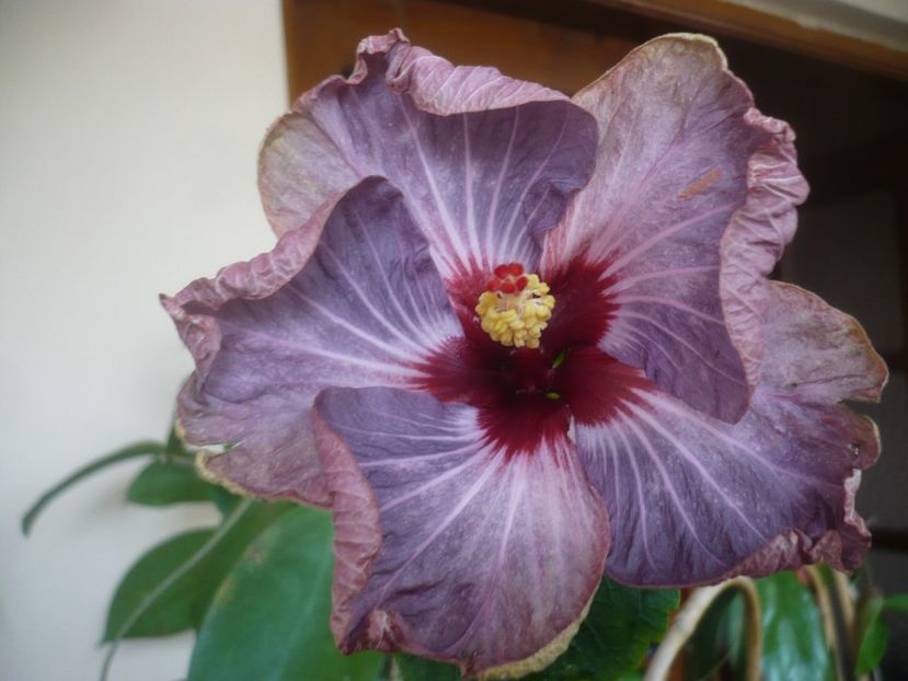 P1510627 - HIBISCUSI 2022-1