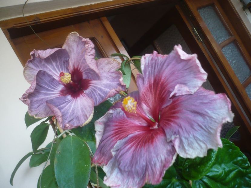 P1510632 - HIBISCUSI 2022-1