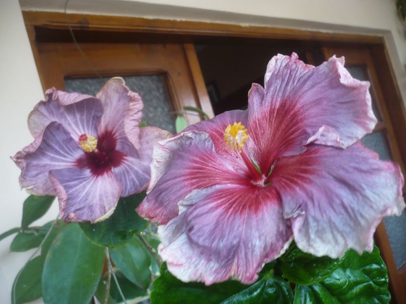 P1510633 - HIBISCUSI 2022-1