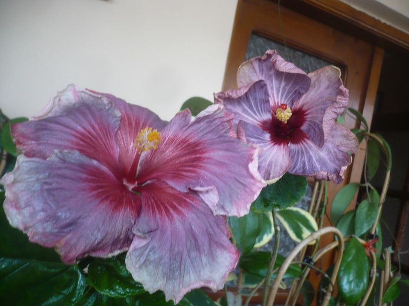 P1510634 - HIBISCUSI 2022-1