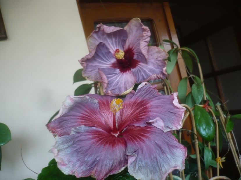 P1510635 - HIBISCUSI 2022-1