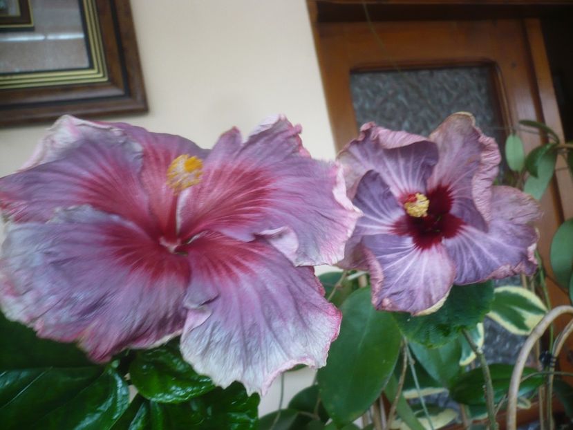 P1510636 - HIBISCUSI 2022-1