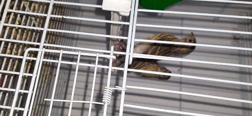 20220430_130546_resized - Pui hibrizi scatiu africa 2022