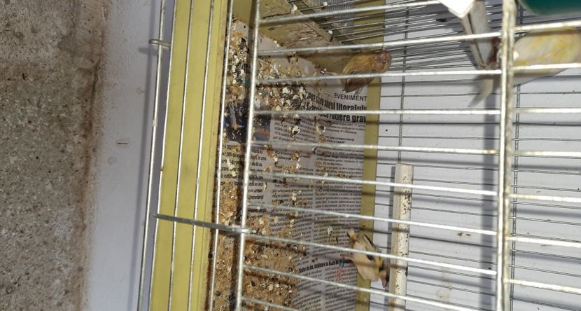 20220430_130531_resized - Puisori razza Spaniol 2022