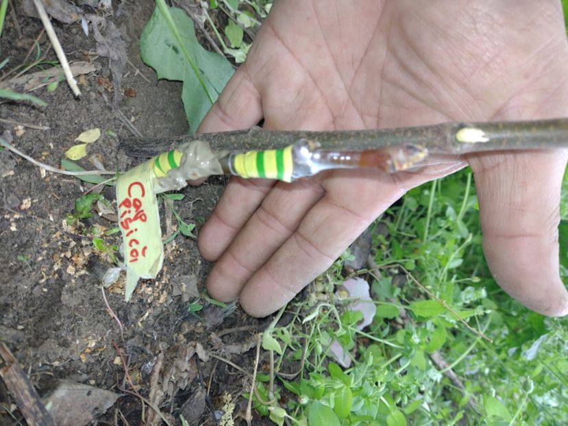 Cap de pisică - Altoiri 2022