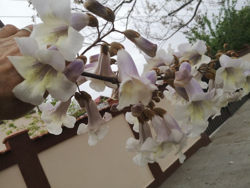 paulownia Fortunei 30.04 Bucu - arbori ornamentali 2022