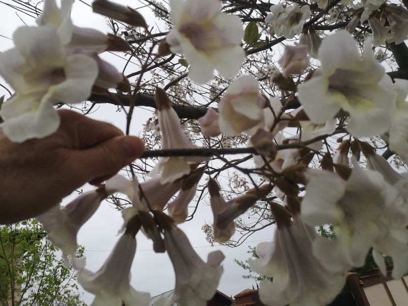  - arbori ornamentali 2022
