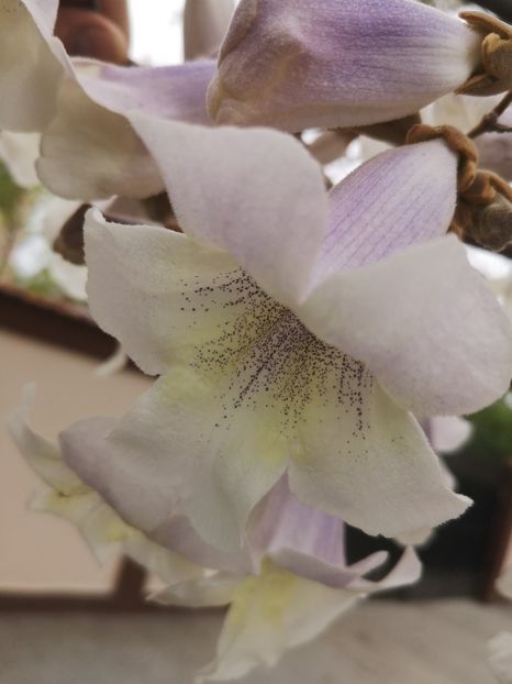  - arbori ornamentali 2022