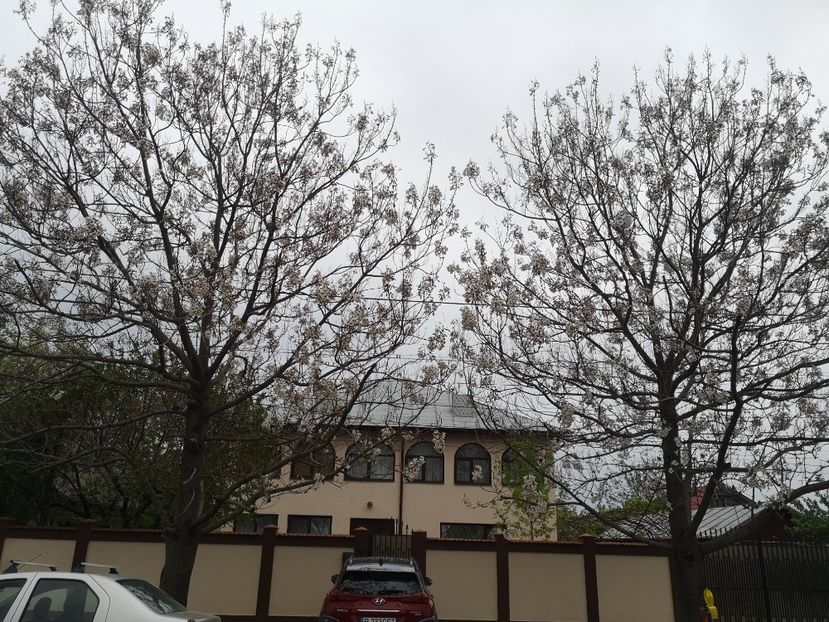  - arbori ornamentali 2022