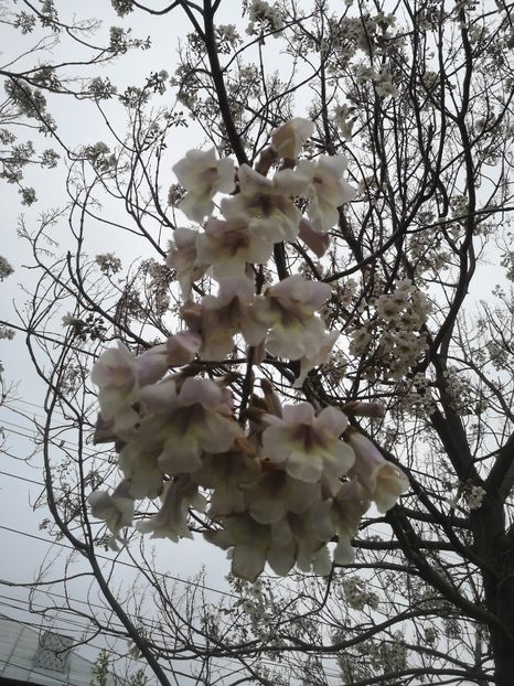  - arbori ornamentali 2022