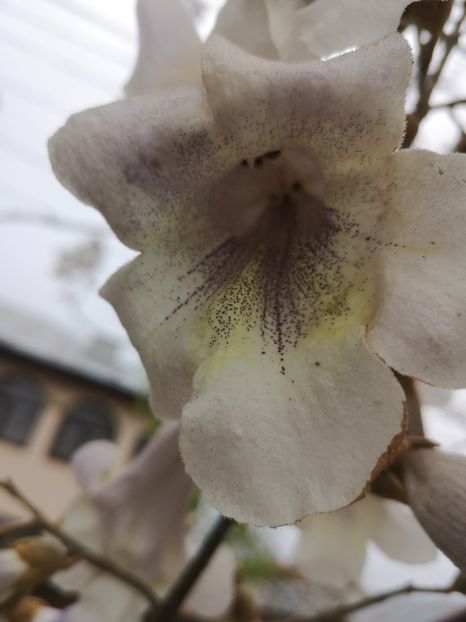  - arbori ornamentali 2022