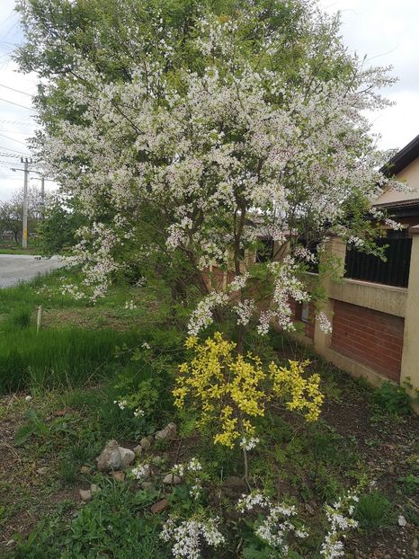 xanthoceras sorbifolium - arbori ornamentali 2022