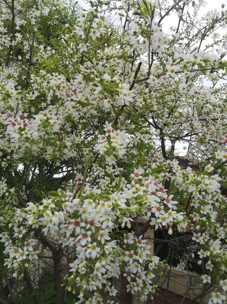  - arbori ornamentali 2022
