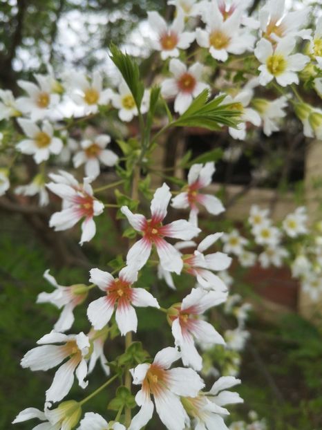  - arbori ornamentali 2022