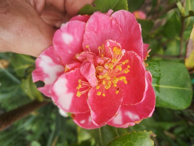 camelia japonica California - arbori ornamentali 2022