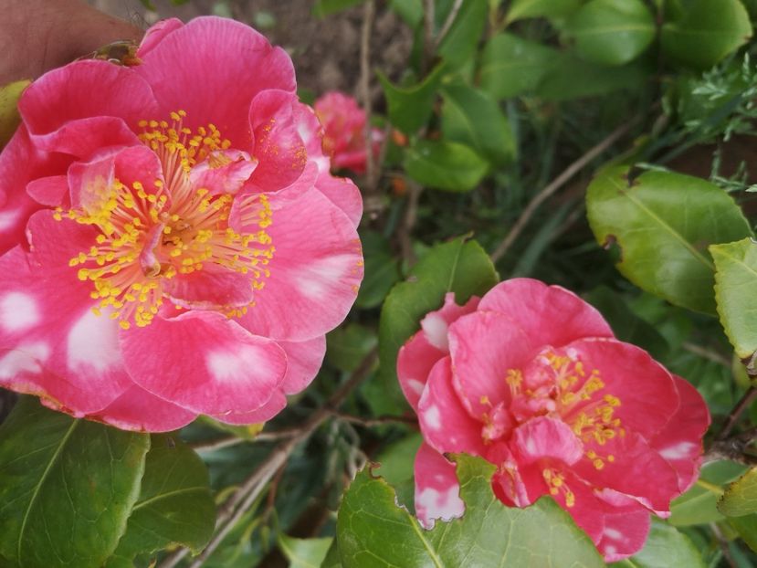  - arbori ornamentali 2022