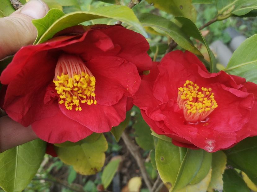camelia japonica Dr Burnside - arbori ornamentali 2022