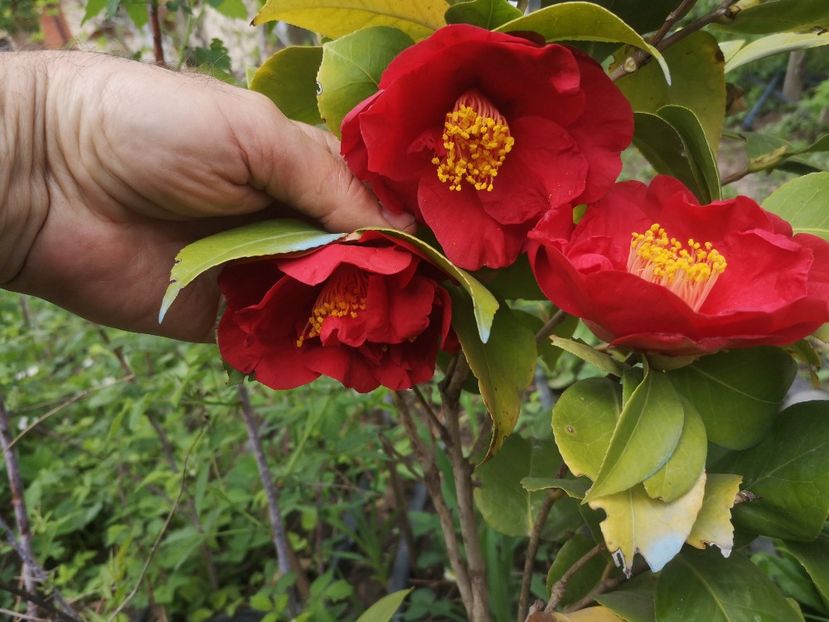  - arbori ornamentali 2022