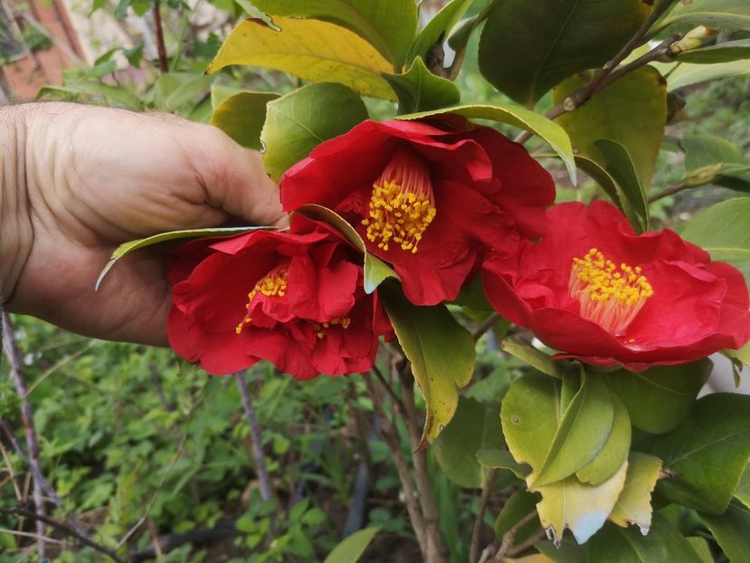  - arbori ornamentali 2022