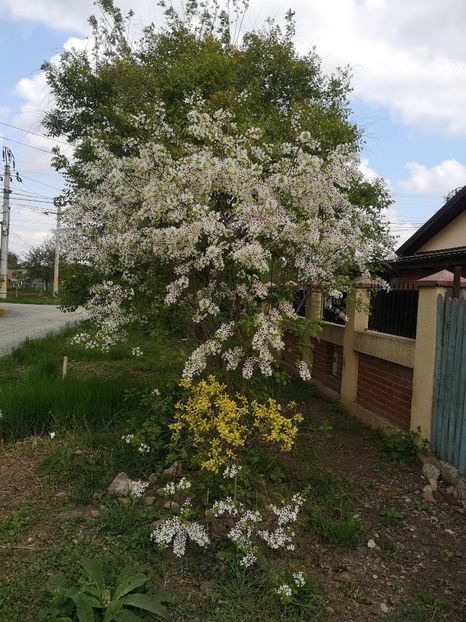  - arbori ornamentali 2022