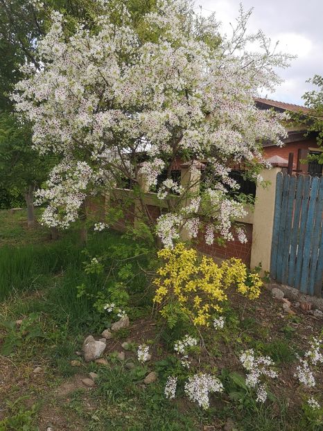  - arbori ornamentali 2022