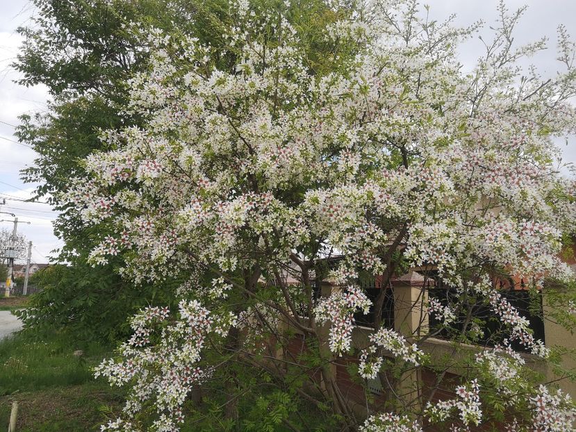  - arbori ornamentali 2022