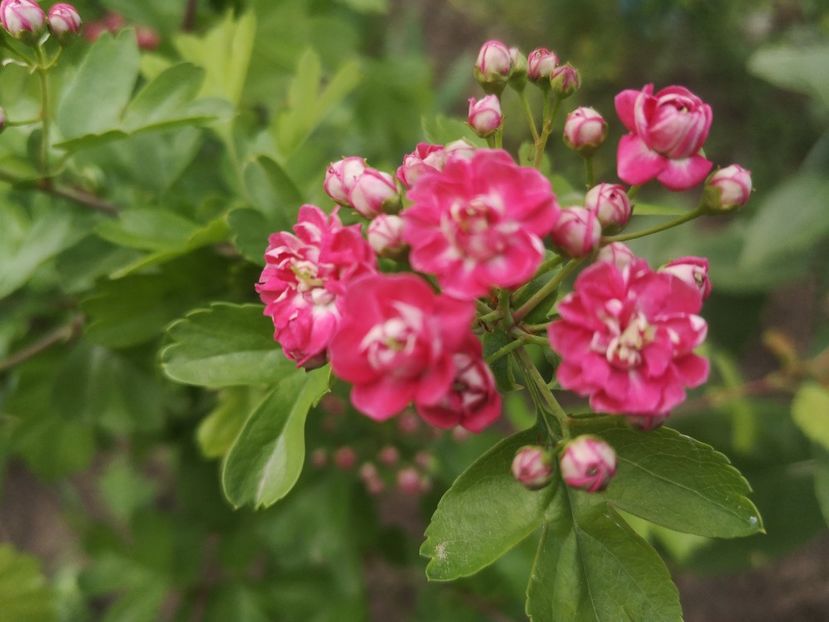 paducel cu flori rosii batute - arbori ornamentali 2022