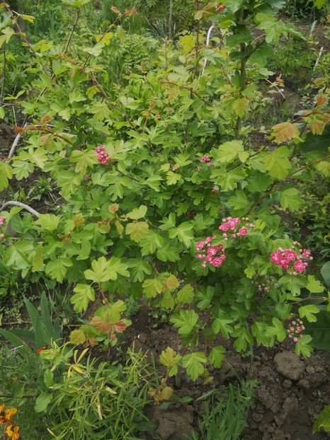  - arbori ornamentali 2022