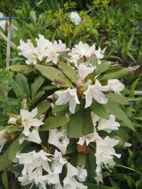 rododendron - arbori ornamentali 2022