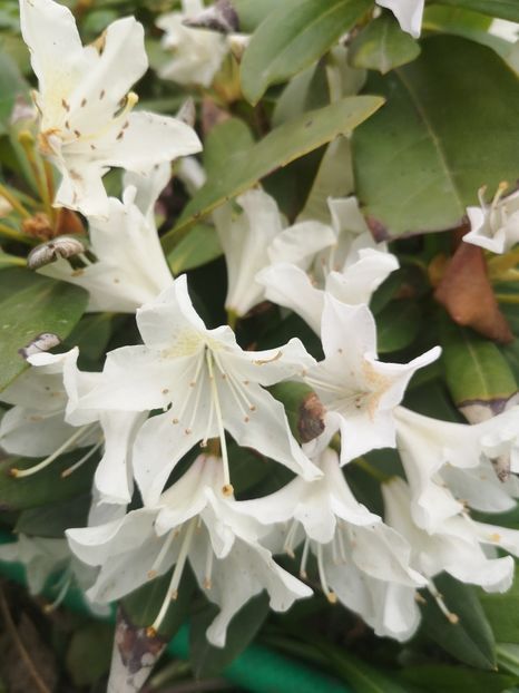  - arbori ornamentali 2022