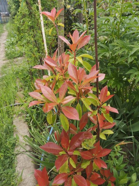 photinia - arbori ornamentali 2022