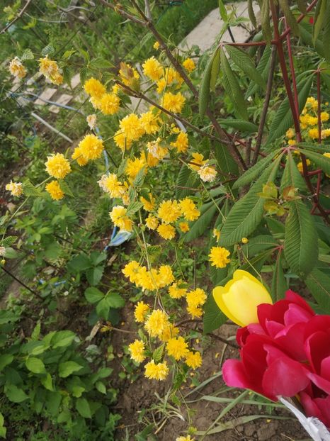 rododendron - arbori ornamentali 2022