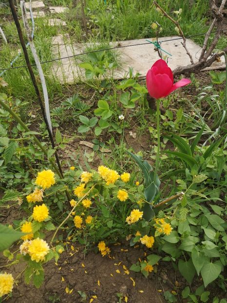  - arbori ornamentali 2022