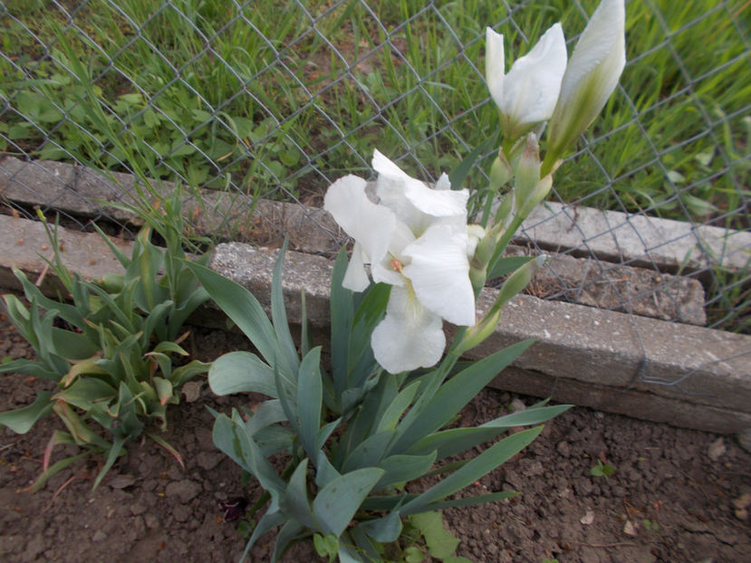 alb pur - IRISI PITICI-2022