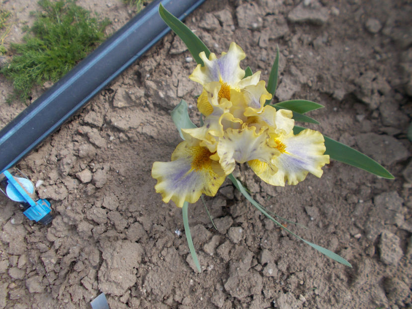 scoundrel - IRISI PITICI-2022