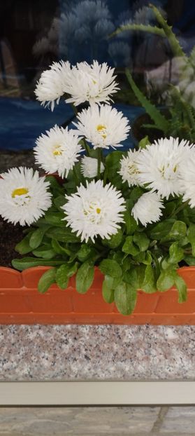  - Belis perenis