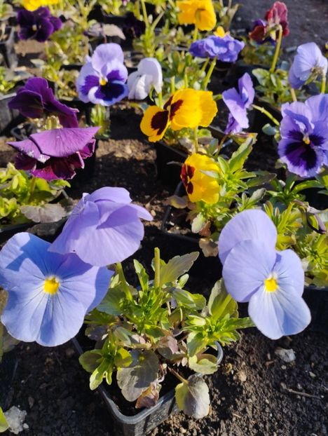  - Viola witrokiana