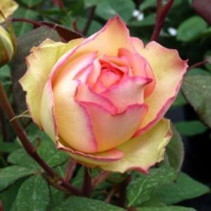trandafir-teahibrid-jalitah-260x260_0 - Trandafiri noi