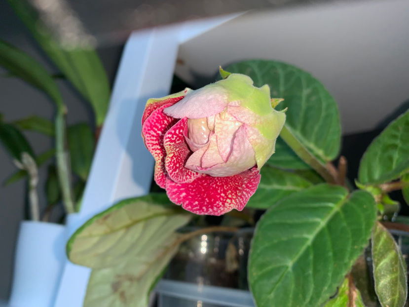  - Plante de interior 2022