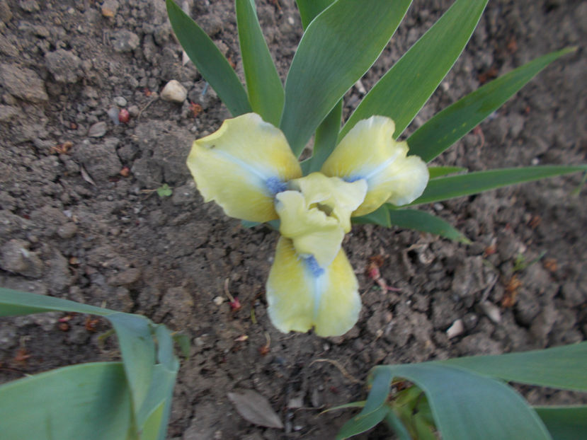 spring in prague - IRISI PITICI-2022