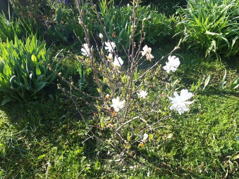  - magnoliile mele